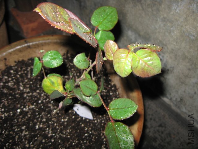 ��Ƭ 008.jpg