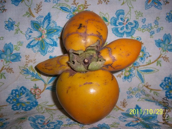 20110914 002.jpg