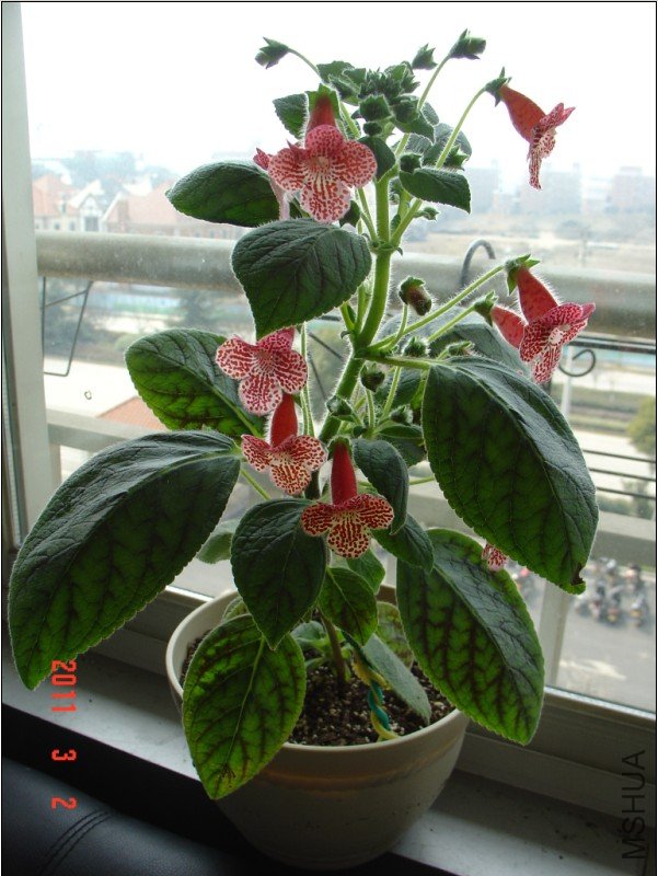 ��èKohleria  Clytie1.jpg