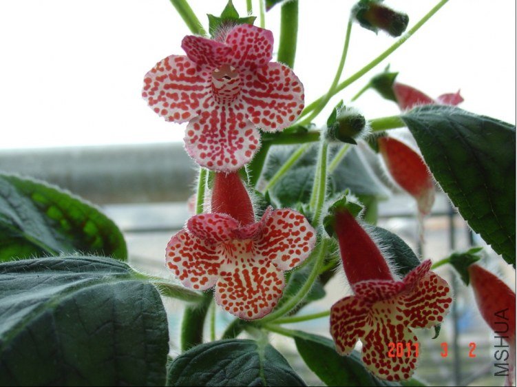��èKohleria  Clytie2.jpg