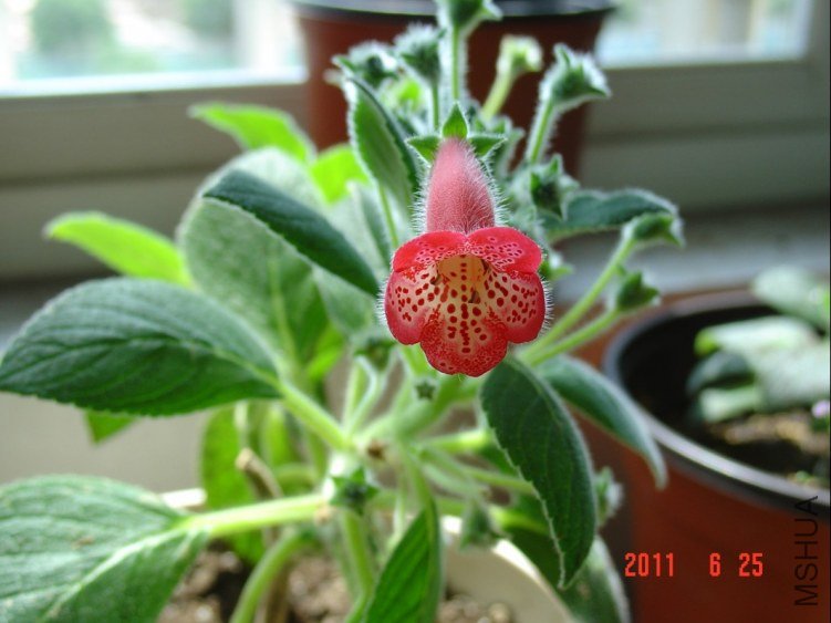 ��èKohleria Manchu2.jpg