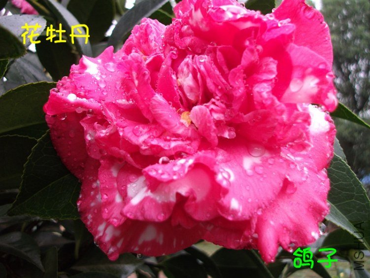 DSCF3050_����.jpg