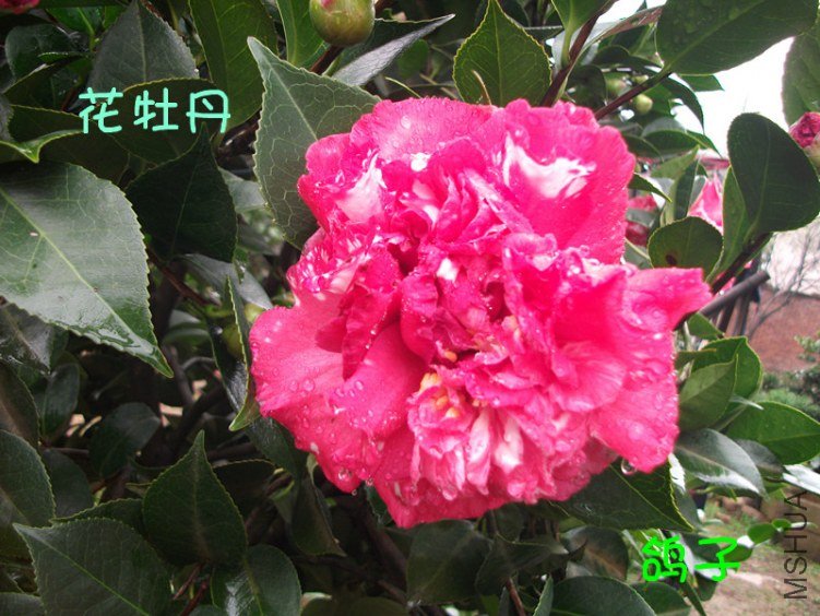 DSCF3022_����.jpg