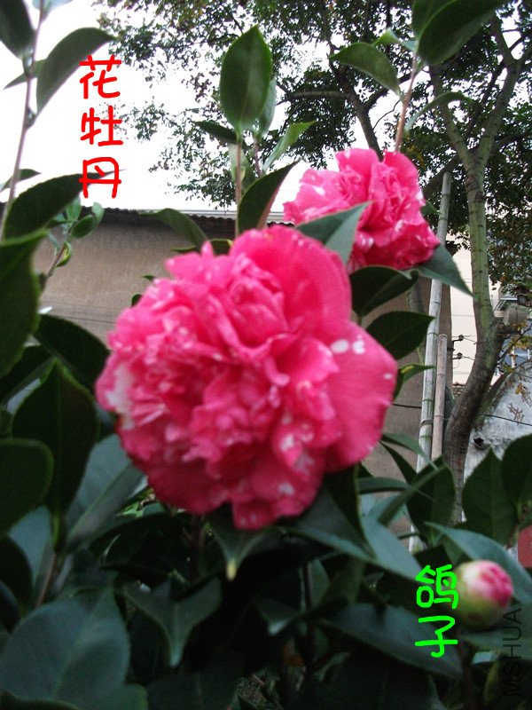 DSCF3025_����.jpg
