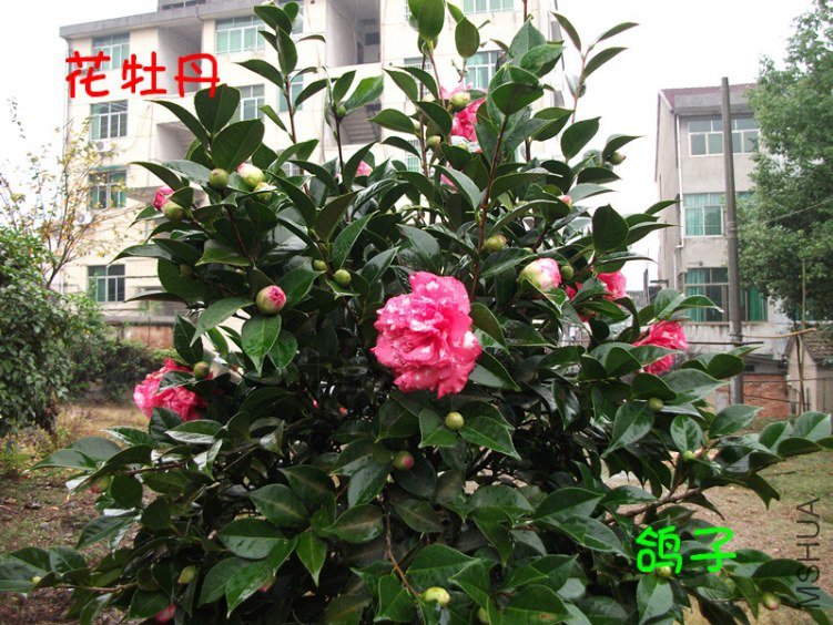 DSCF3054_����.jpg