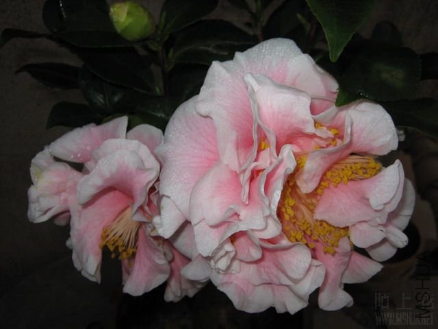 2007120620122934720.jpg