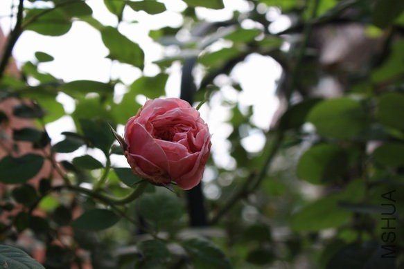 IMG_0238.jpg