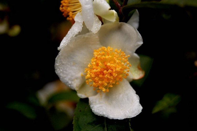 DSC_009100910091.JPG