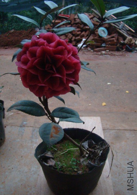 �ڱ���2.jpg