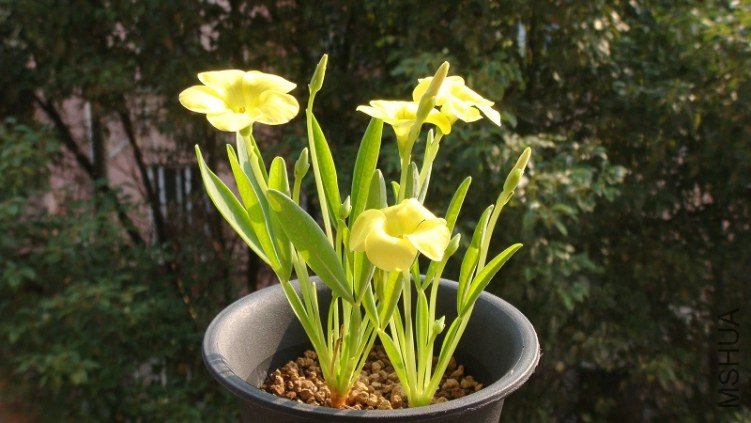 Oxalis fabaefoli 11.11.JPG