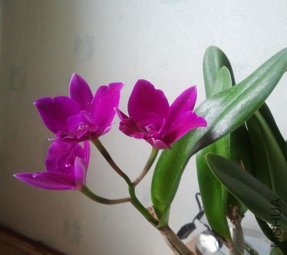 2011-11-11 15.40.30.jpg