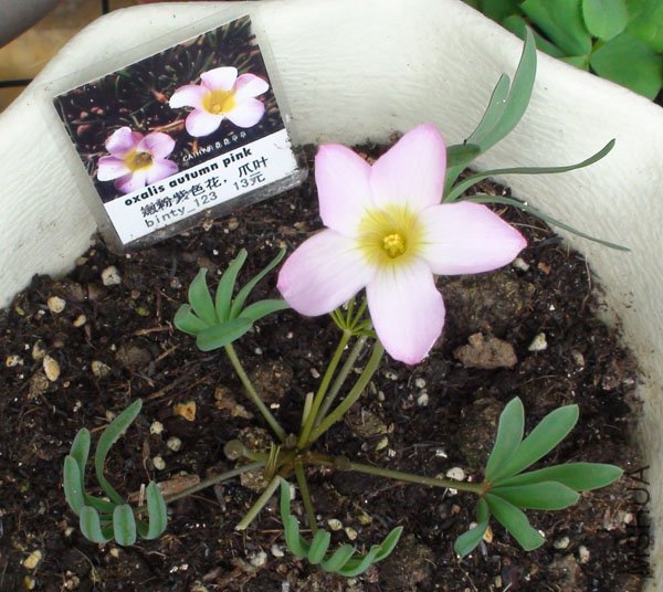 20111111 oxalis autumn pink.jpg