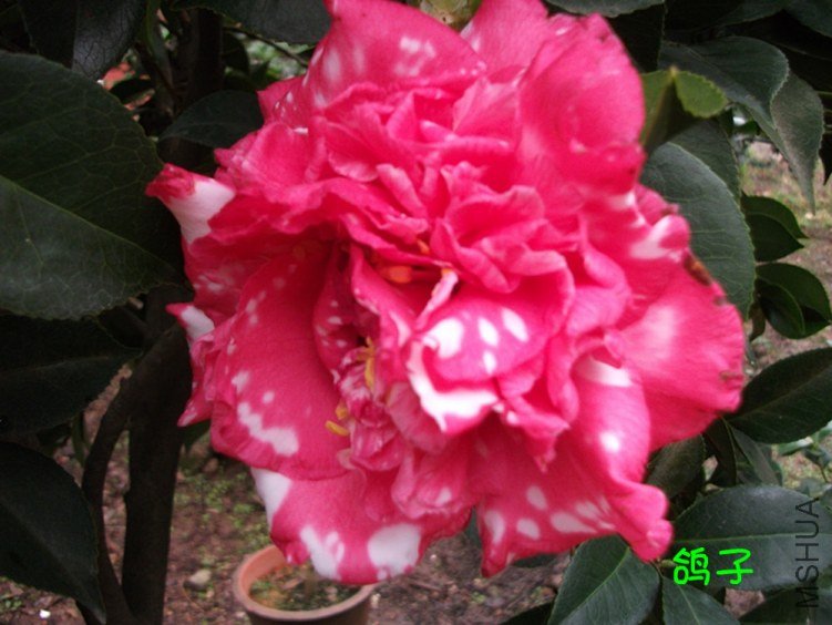 DSCF3097_����.jpg