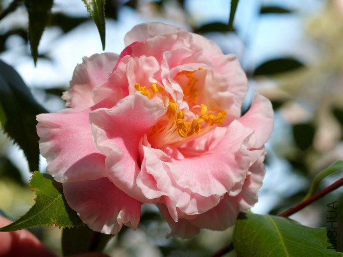 �����˿(Francis Eugene Phillips).jpg