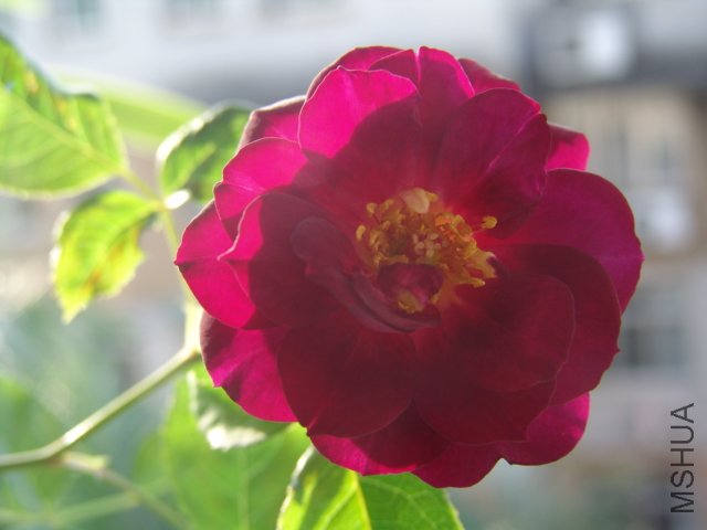 DSC04363.JPG