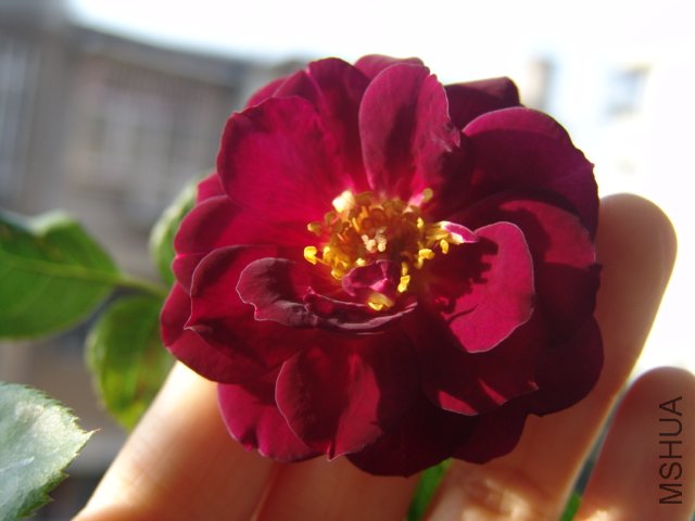 DSC04368.JPG