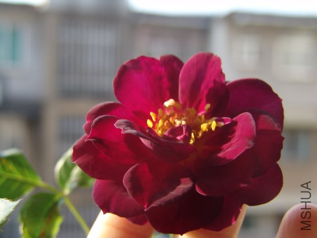 DSC04369.JPG
