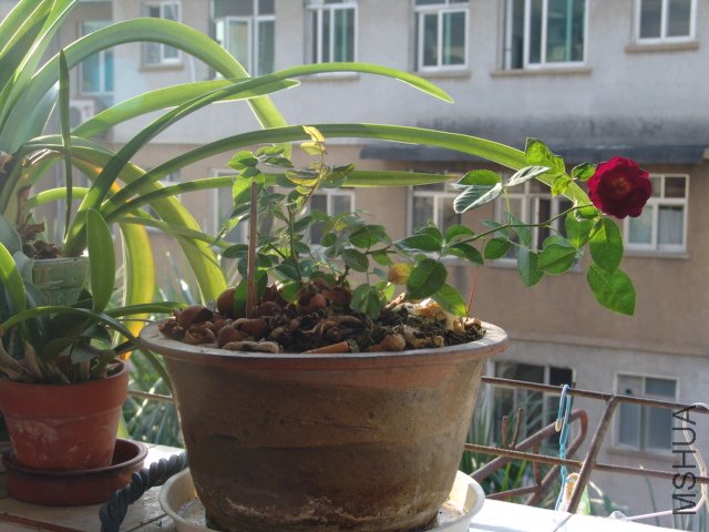DSC04355.JPG
