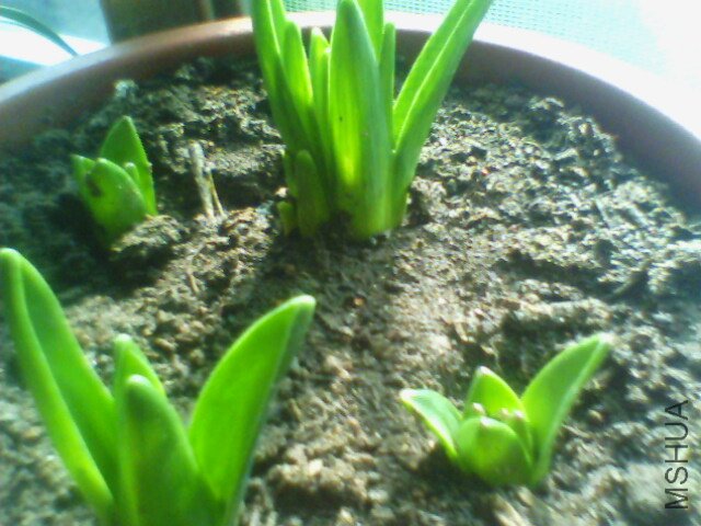 IMG0438A.jpg