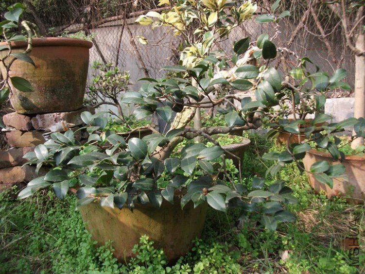 DSCF1235.JPG