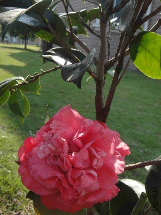DSC00343.JPG