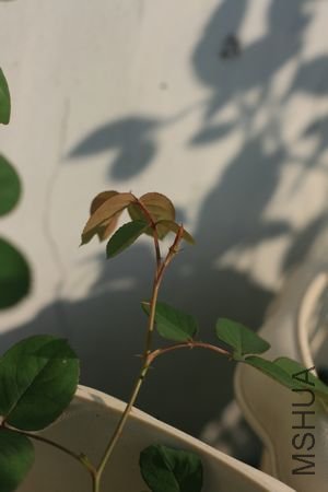 bloom.jpg