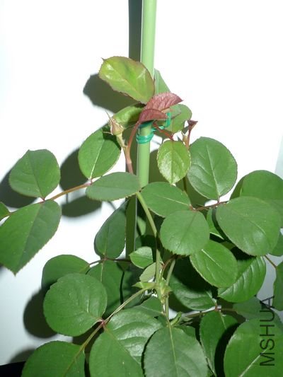 bloom2.jpg