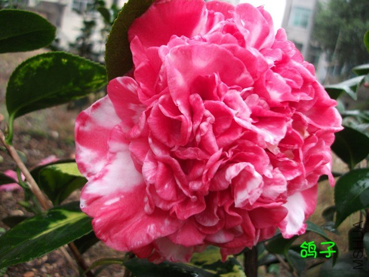 DSCF3090_����.jpg