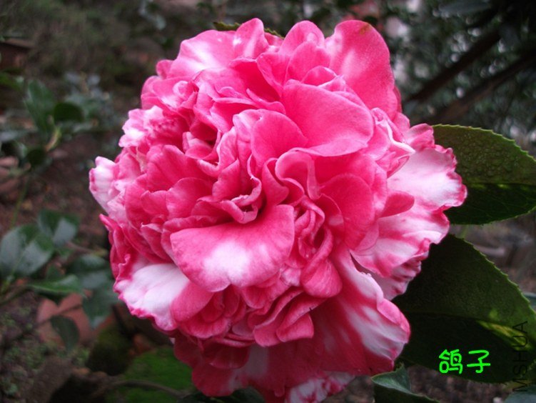 DSCF3091_����.jpg