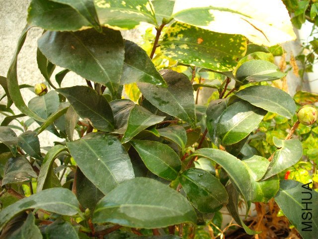 DSCF0574.jpg