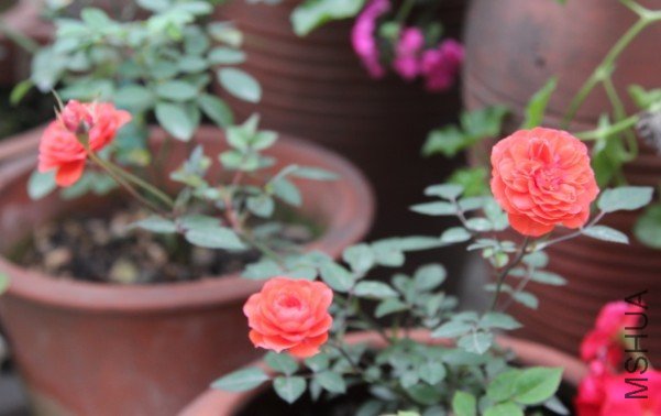 ��ȹ��Ů1.jpg