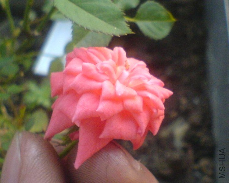 D01.JPG