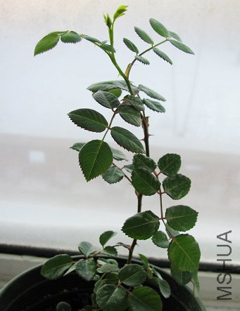��Ƭ 273126.jpg