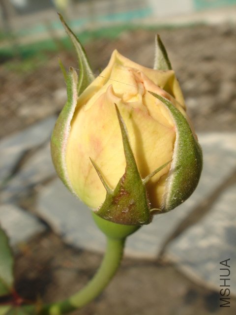 DSC03743.JPG