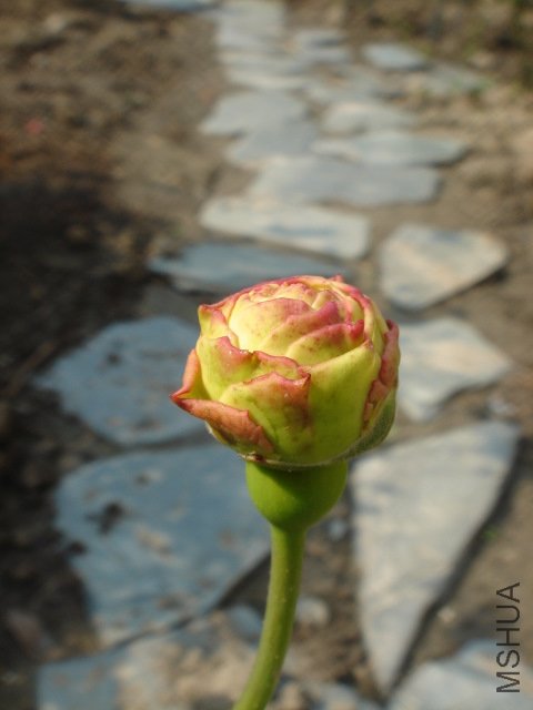 DSC03745.JPG