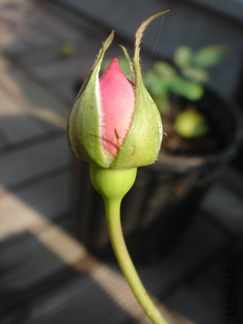 DSC03741.JPG