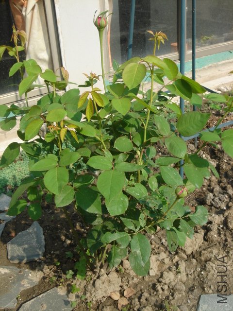 DSC03755.JPG