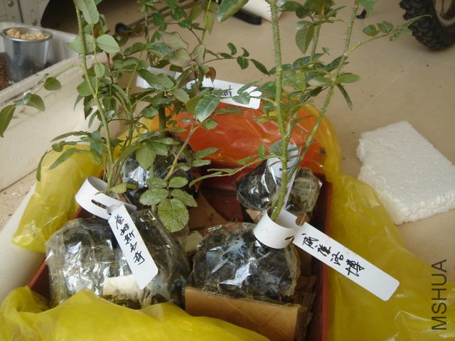 DSC03757.JPG