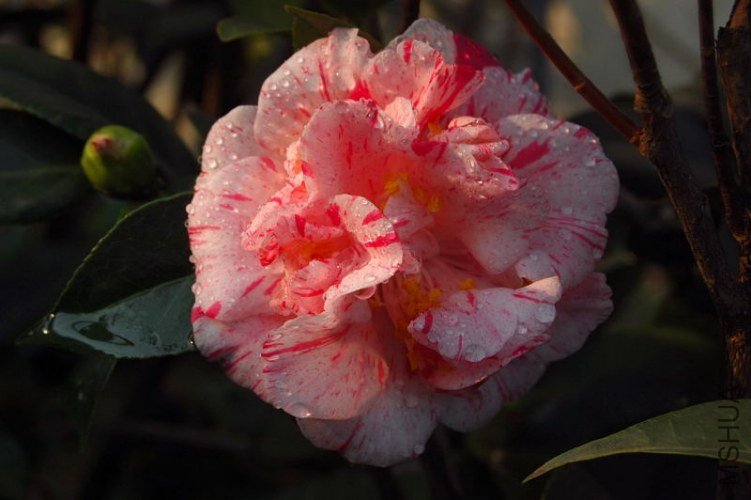 DSC_01060106.JPG