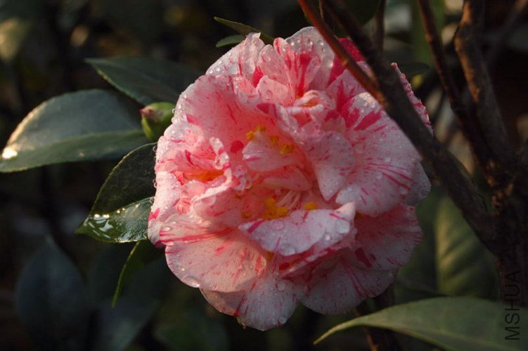 DSC_01270127.JPG