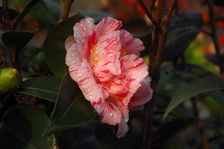 DSC_01240124.JPG