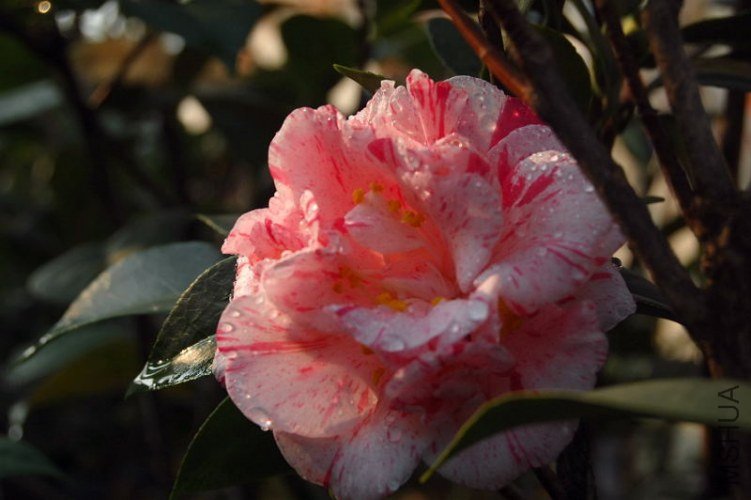 DSC_01090109.JPG