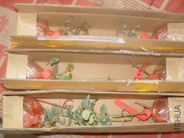 DSC01544.JPG