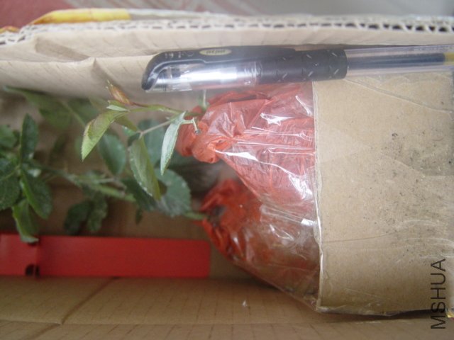 DSC01547.JPG