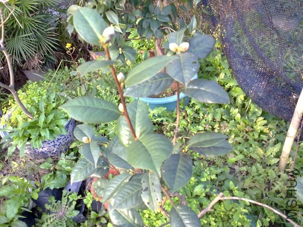 20111112194.jpg