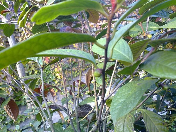 20111112199.jpg