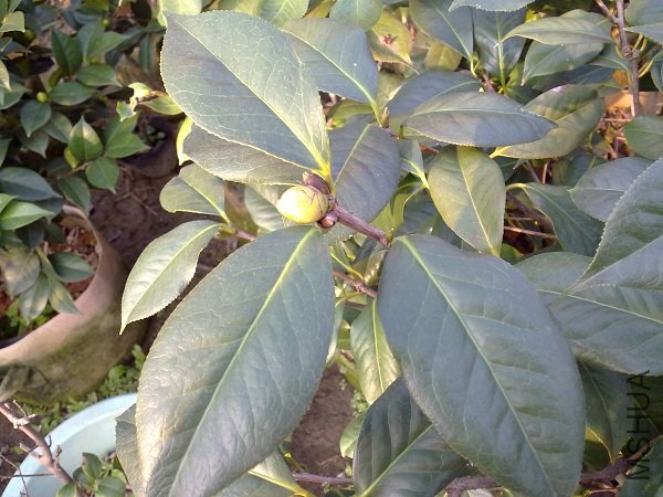 20111112202.jpg