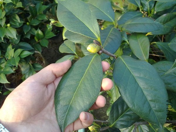 20111112203.jpg