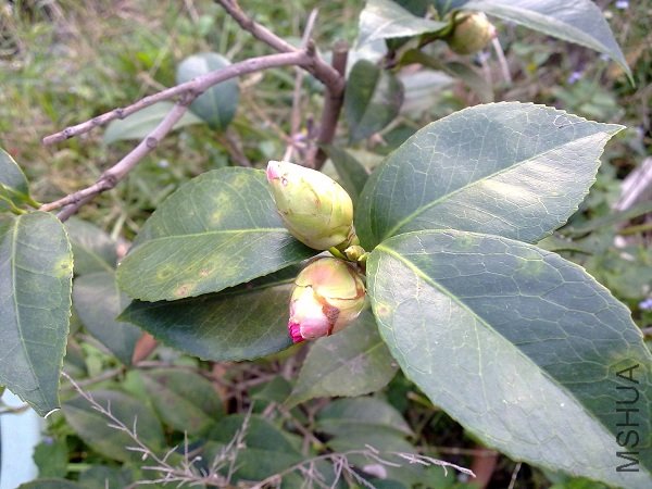 20111112206.jpg