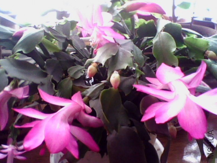 IMG0058A.jpg